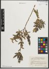 Foto von Salix pycnostachya Andersson